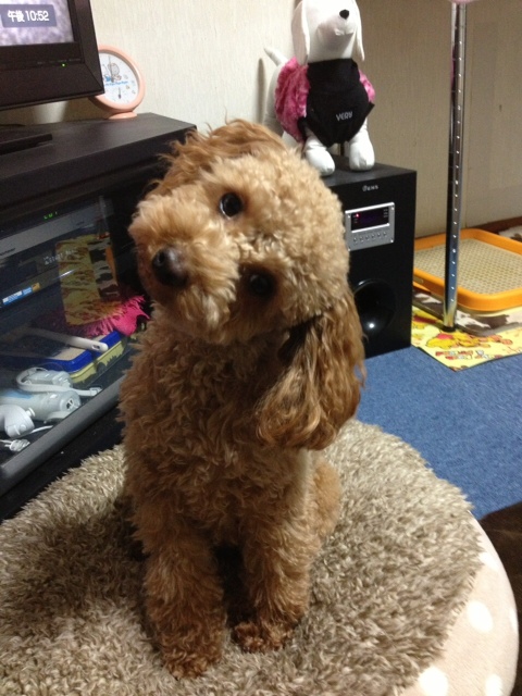 トイプードルエリサキカーナ